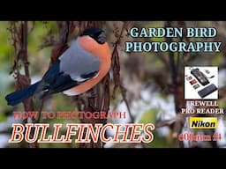 HOW TO PHOTOGRAPH BULLFINCHES - STUNNING GARDEN BIRDS - PRO TIPS