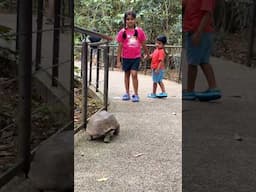 Rishita & Arjun at River Wonders, Singapore - Walking with Tortoise #holiday #explore #kids