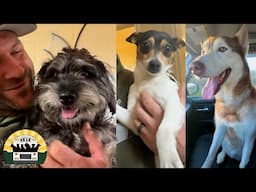 I can't believe these dogs were living on the streets, they're so grateful! | The Asher House