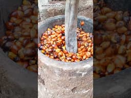 Palm Oil production at home