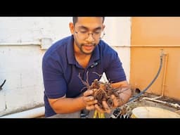 Harvesting Tumeric! | Gardening in Trinidad and Tobago