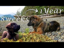 Timelapse | PUPPYHOOD: 8 WEEKS to 1 YEAR | German Shepherd, Husky, Australian Shepherd, Labrador Mix