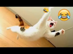 You Laugh You Lose 😍 Funniest Cats and Dogs 2024 😸🐶