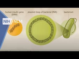 From DNA to Beer | How did they make insulin from recombinant DNA?