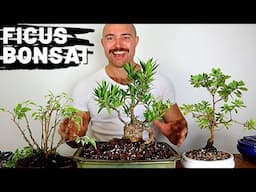 Bonsai Updates | Ficus & Azalea Bonsai Repotting