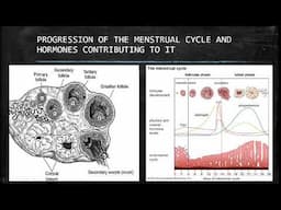 Life Sciences: Menstrual Cycle Grade 12