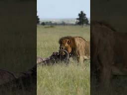 This big guy wasn’t sharing! 🤔#shorts #wildlife #kenyawildlife #travel #lion