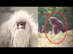 New Bigfoot Footage PROVES Bigfoot’s Existence in 2025