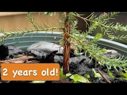 Two Years Old Giant Sequoia tree Grown from Seed [2 years timelapse]