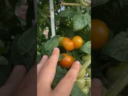 #Harvest for tonight’s dinner 🍅🥬 #hydroponics #rooftopgarden #cherrytomatoes #kale #dinner