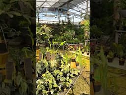 Aroid Greenhouses inside Perfect Choice Nursery