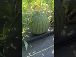 ఈసారి ఫార్మ్ లో watermelons పెట్టినం - Watermelons on a cattle panel hoop!