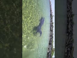 Black Mermaid in Lake Michigan