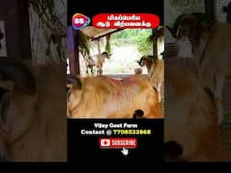 Biggest Goat in Goat Market | Vijay Goat Farm #mecheri #salem #goatfarming #trending #sstvreview