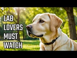 10 Mind-Blowing Facts About Labrador Retrievers!