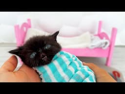 Origin Story about the SMALLEST Rescued Kitten ! Cat  raised by mouse