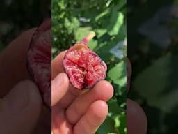 Pastiliere Figs Dropping - Lack of Soil Moisture #fig #figtree #figboss #gardeningtips #fruittrees