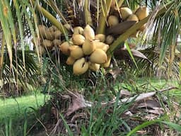 How to Grow Dwarf Coconut Trees