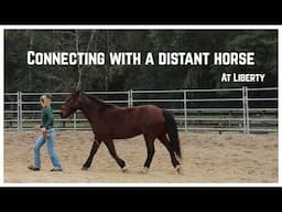 Working with a Disconnected Horse (Liberty)