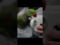 VIBRATING BORB ACTIVATED #parrot #pets #cute