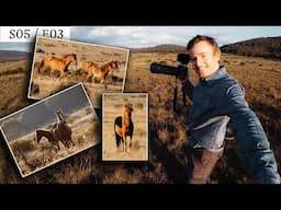 Photographing the Brumbies of Kosciuszko - Canon R6 - RF100-400mm