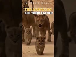 The lion cubs were happy to see their father #lion #shorts #trending #viralvideo