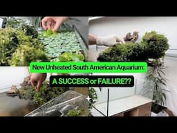 New Unheated South American Aquarium: A SUCCESS or FAILURE??