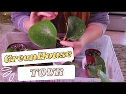 HOYA GREENHOUSE TOUR | Using Plastic Boxes