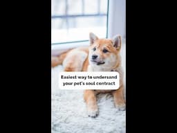 Do you have a soul contract with your pet? #shorts