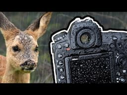 How to Photograph in Rain - Roe Deer Fawn