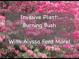 Invasive Plant: Burning Bush