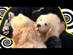 Adorable Dog Moments In Woofus Arfus - Unus Annus