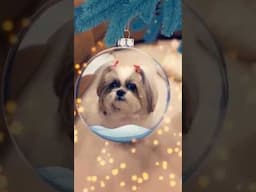 Dog is the Cutest Live Christmas Ornament! 🎄#shorts #shihtzu