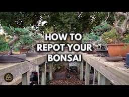 Bonsai for Beginners: 5 Easy Steps to Repotting Any Bonsai