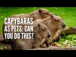 Capybaras as Pets: Can You Do This and… Should You?