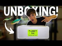 Unboxing *NEW* Aquarium Fish! | RARE AUSTRALIAN NATIVES!