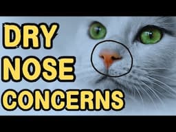 Why Does My Cat Have A Dry Nose?