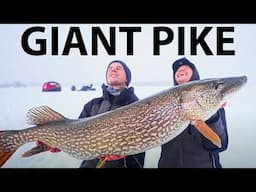 Fishing For A Giant Pike