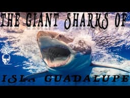 The Giant Great White Shark Of Isla Guadalupe, Mexico