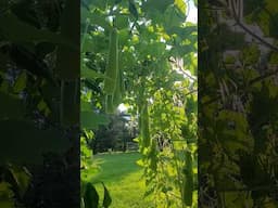 Vietnamese Gourd #gardening