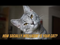 How Socially Intelligent Is Your Cat? Discover Their Social Intelligence!