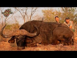 Hunting GIANT Buffalo and Man-eating Crocs in The Omay - Dalton & York Safaris / Win a FREE HUNT!!!