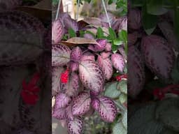 EPISCIA - Beautiful Metallic Leaves!😍 | Houseplants | Ornamental Plants | Hanging Plants