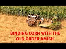 OLD ORDER AMISH Harvesting Corn Using  OLD Fashioned CORN BINDER in Lancaster County's Amish Land