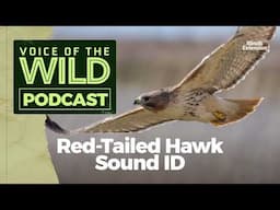 Episode 36: Red-Tailed Hawk – Voice of the Wild