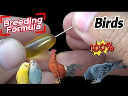 Parrot Breeding Ka Asaan Formula: Kamyaab Pairing aur Healthy Chicks ka Raaz!