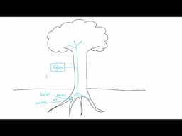 AQA GCSE - B4.6-9 Organising plants OVERVIEW