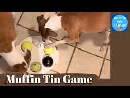 DIY Fun Enrichment Games: Muffin Tin and Chicken Cube