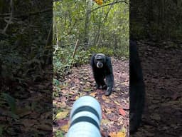 Chimpanzee up CLOSE!!! #chimpanzee #wildlife