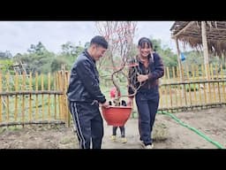 The couple bought a peach tree to prepare for the new year 2025